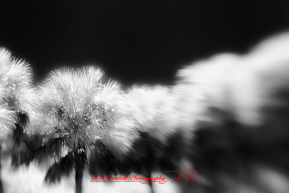florida-infrared-nature-2011-24-nik