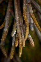 florida-nature-images-2011-08-nas