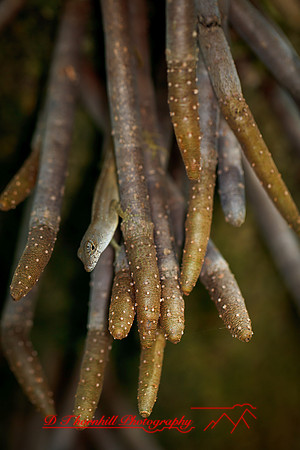 florida-nature-images-2011-08-nas