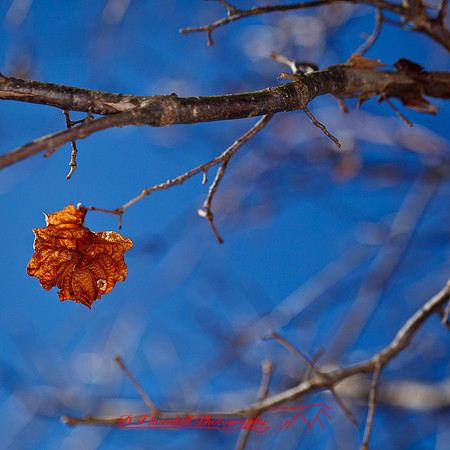 shaiawasses-april-2013-13