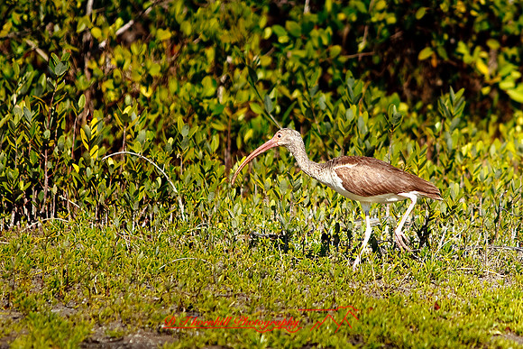 florida-2010-wildlife_19