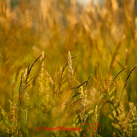 shaiawasses-may-2013-26
