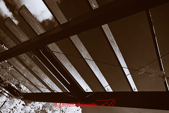 dow-gardens-infrared-2011-24-nas