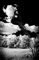 infrared-2009-nature_16-nik.jpg