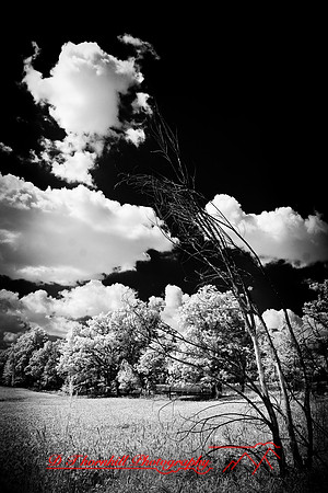 infrared-2009-nature_16-nik.jpg