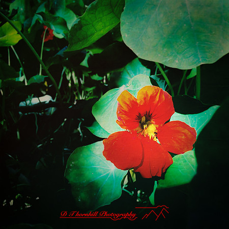florida-2014-iphone-flowers-047