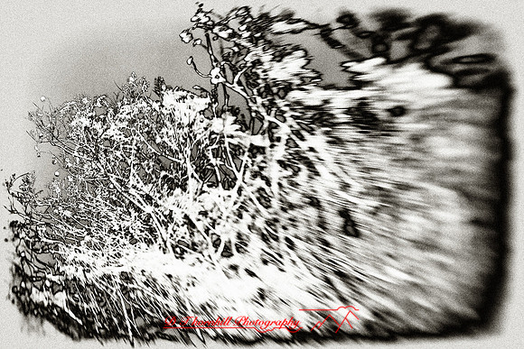 florida-2009-nature-infrared_27-nik.jpg