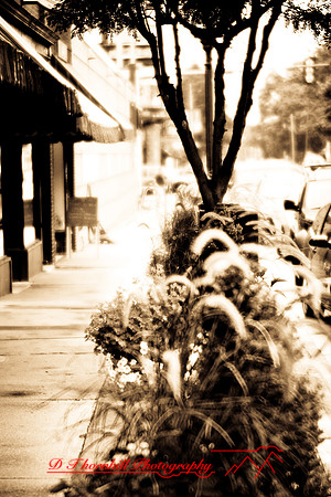 assorted_images-2007-41
