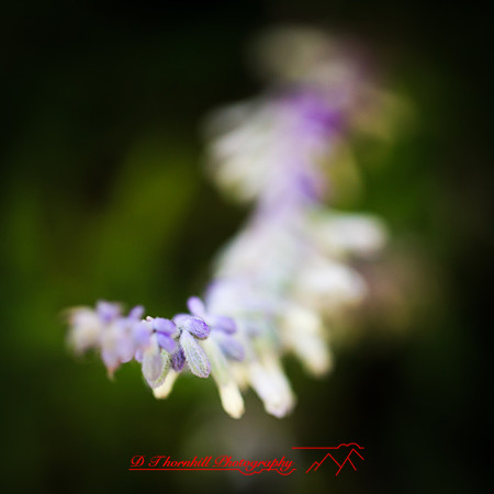 florida-nov-2014-flowers-004