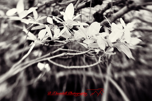 florida-2009-nature-infrared_18-nik.jpg