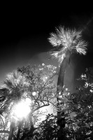 florida-2010-infrared-nature_18-nik