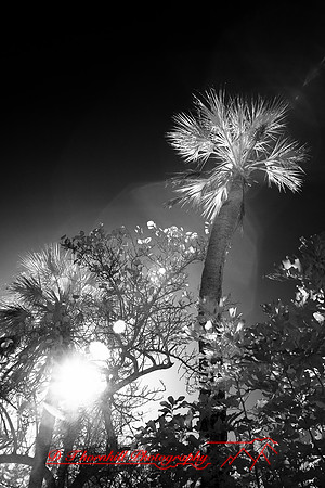 florida-2010-infrared-nature_18-nik