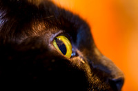 ramsses-2011-02-nik