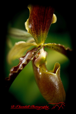 florida-flowers-2011-53
