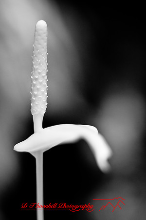 florida-2008-nature-infrared_23.jpg