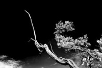 florida-2008-nature-infrared_16-nik.jpg