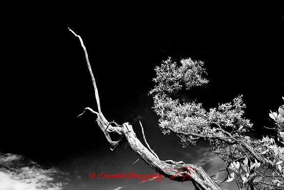 florida-2008-nature-infrared_16-nik.jpg
