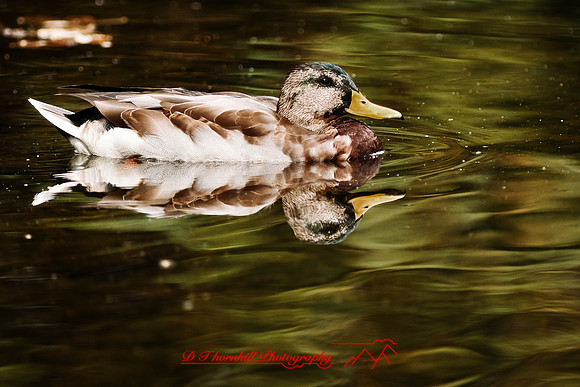 saginaw-zoo-2011-16-nas