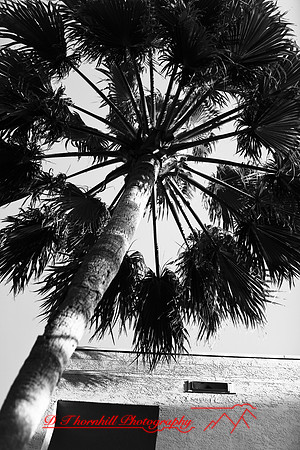 florida-2006_028