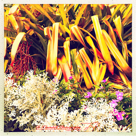 florida-2014-iphone-flowers-041