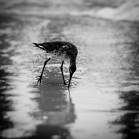 florida-march-2016-023-nas