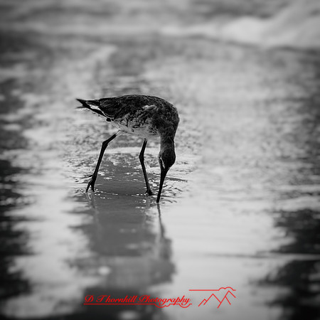 florida-march-2016-023-nas