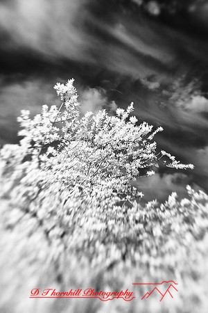 florida-2009-nature-infrared_23.jpg