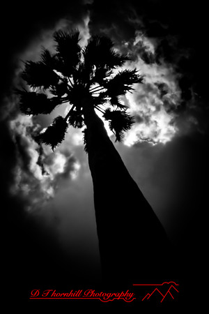 florida - pinhole - 2022 - 025