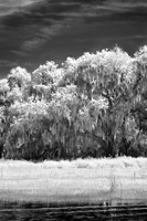 Infrared Nature