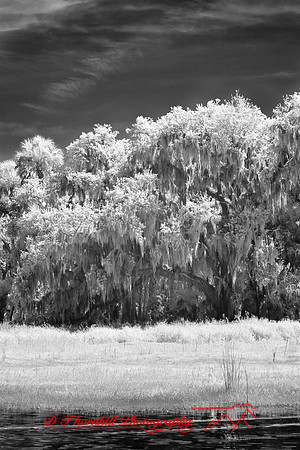 florida-2008-nature-infrared_43.jpg