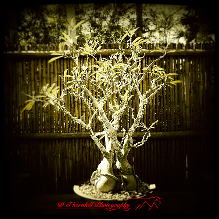 florida-2014-iphone-flowers-029