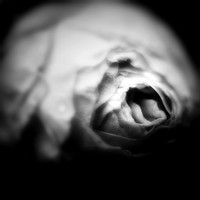 flowers - 2022 - 001-nik-ps
