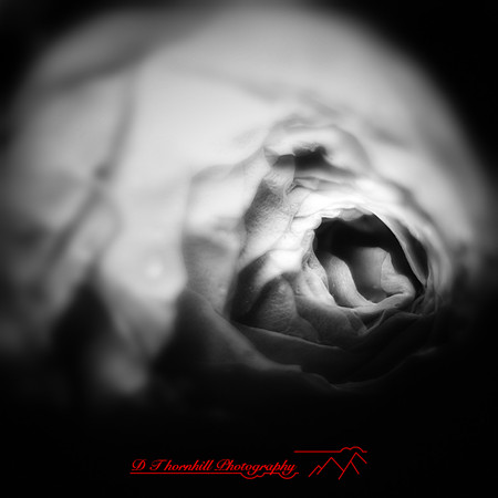 flowers - 2022 - 001-nik-ps