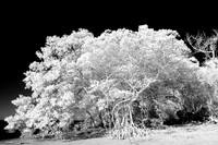 florida-2010-infrared-nature_19