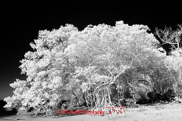 florida-2010-infrared-nature_19