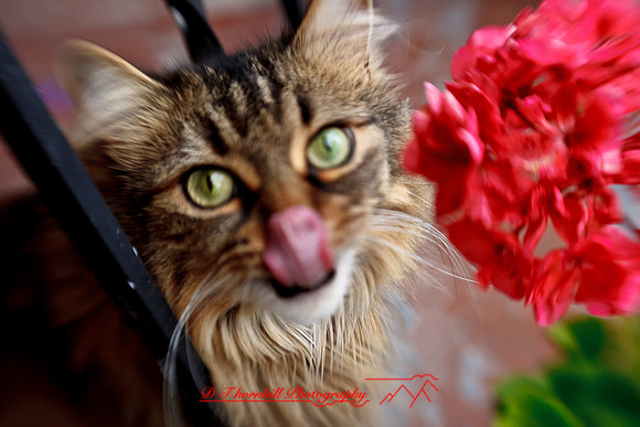 l-m_cats-2011-12