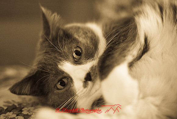 bastet_045