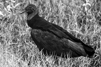 florida-2008-wildlife-infrared_14.jpg