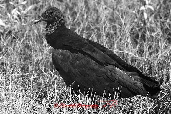 florida-2008-wildlife-infrared_14.jpg