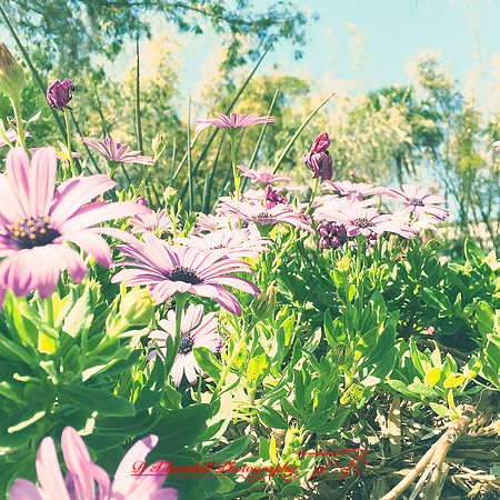 florida-2014-iphone-flowers-046