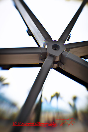 florida-images-2011-25-nas