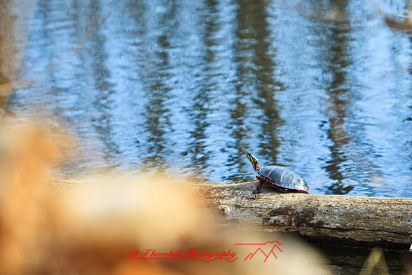 shiawassee-april-2010_02-nik