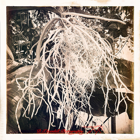 florida-2014-iphone-flowers-014