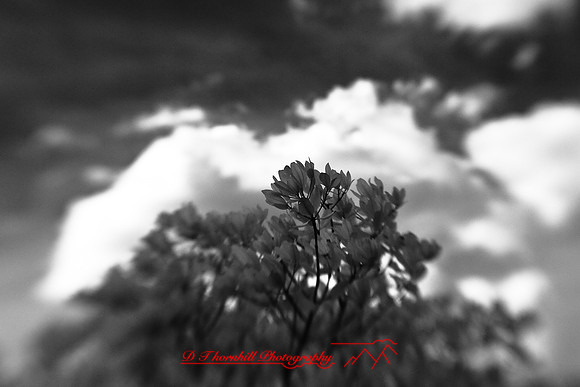 florida-2009-nature-infrared_16.jpg