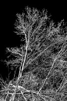 infrared-2009-nature_03.jpg