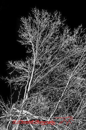infrared-2009-nature_03.jpg
