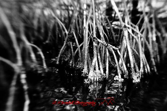 florida-2009-nature-infrared_17.jpg