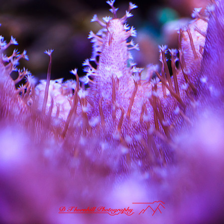 florida-nov-2014-sealife-005