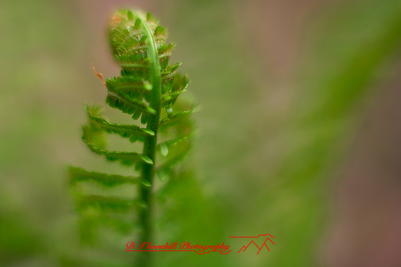 shiawasse_may-2008_05.jpg