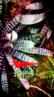 florida-march-2016-iphone-selby-gardens-007